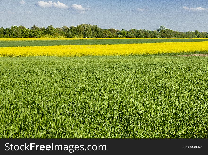 The field  of rape and meadow. The field  of rape and meadow.