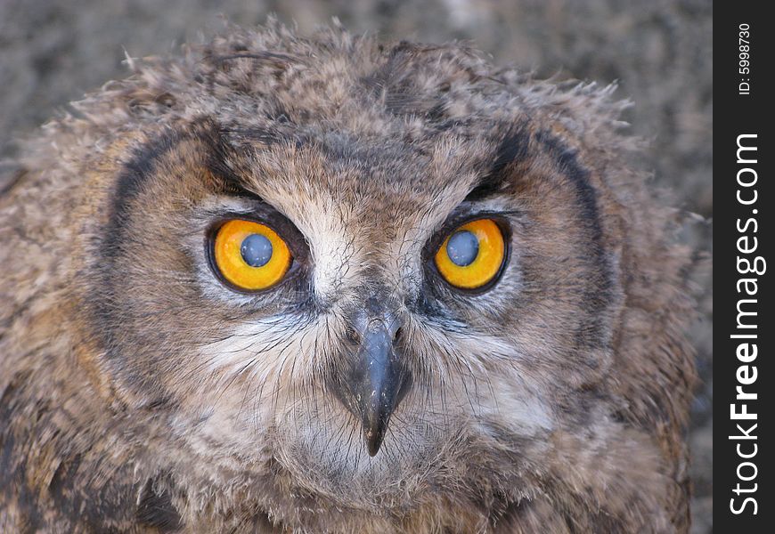 Owls' eyes close up, wonderful wild life