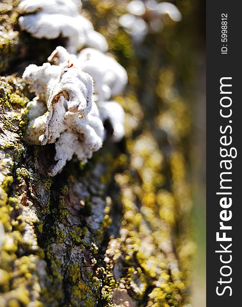 Fungus grows on a fallen tree.