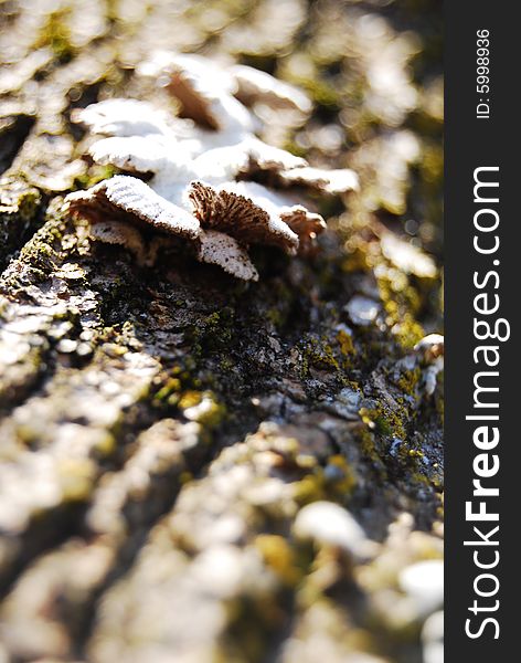 Fungus grows on a fallen tree.