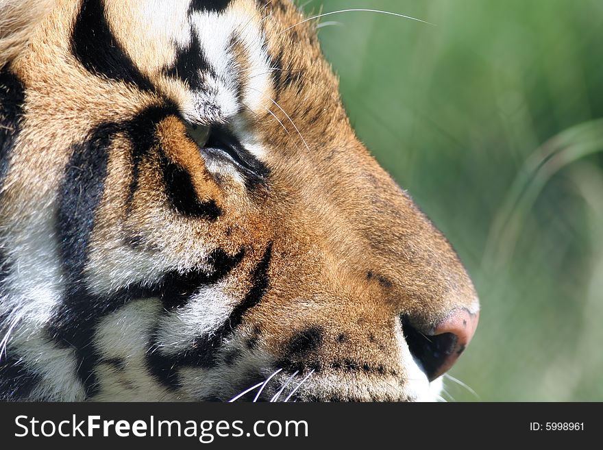 Photo of the profile of a tiger. Photo of the profile of a tiger