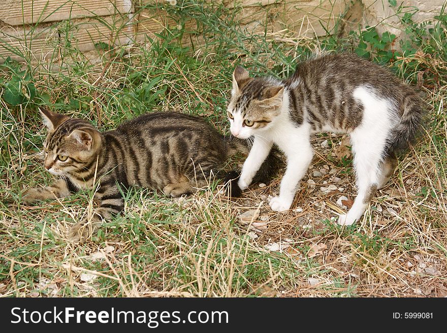 Two afraid kittens in the grass