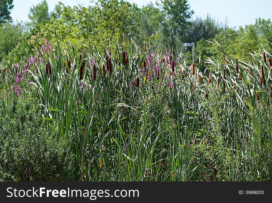 Typha wetland plant also known as cat tails or punks bullrush