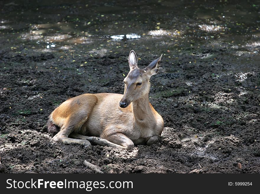 Full view of young deer on the dark ground