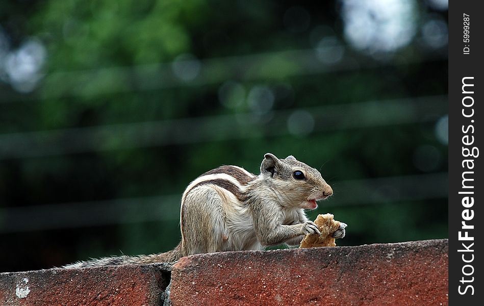 Squirrel is eating the food