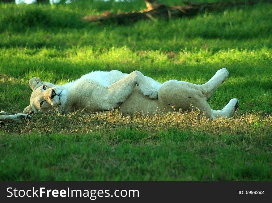 A rare white lioness lying on her back with a relaxed expression on her face. A rare white lioness lying on her back with a relaxed expression on her face