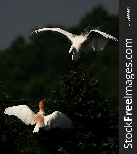 Happy egrets