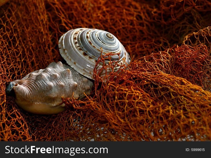 A beautiful single shell on the fishing-net