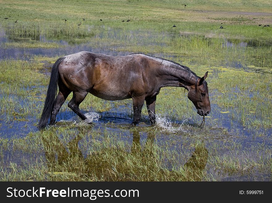 Horse eating grass while standing in water