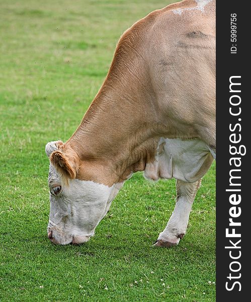 A Simmental cow grazing in a field