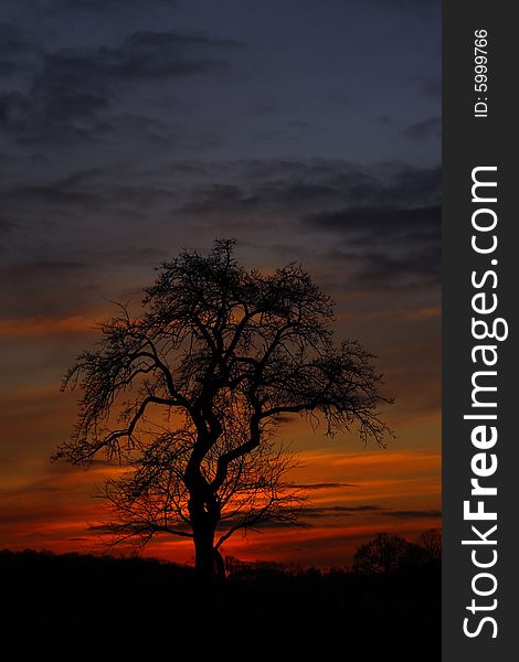 A tree at sunset
picture taken in germany. A tree at sunset
picture taken in germany