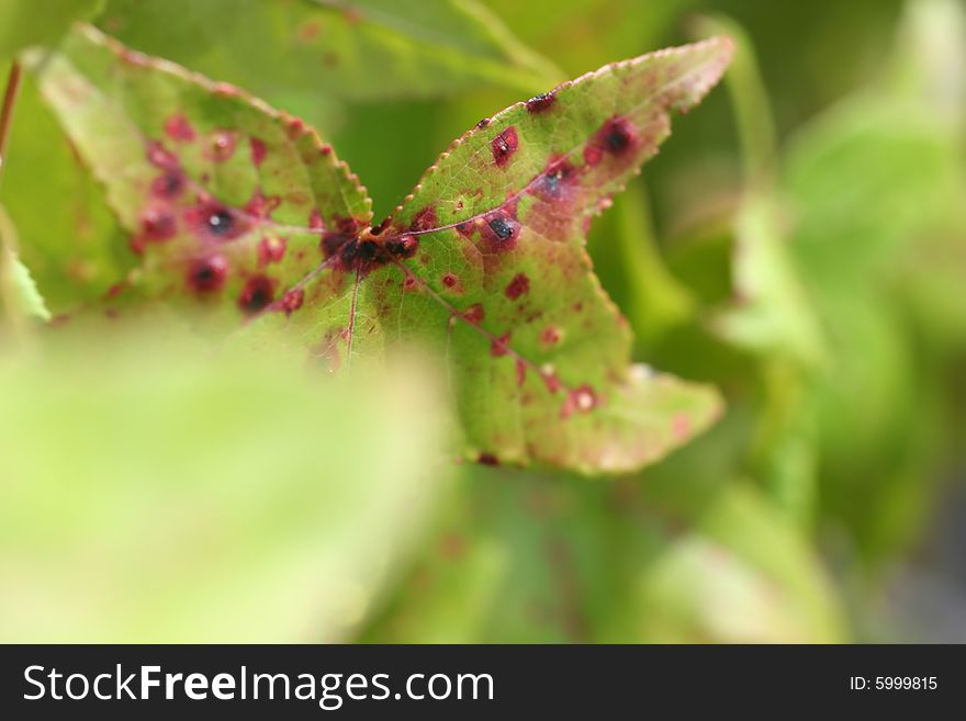 Photo of a leaf that has some speckles of red. Photo of a leaf that has some speckles of red.