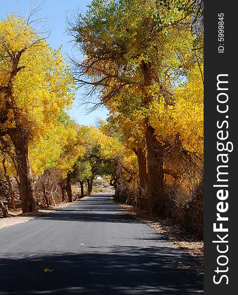 Golden yellow Poplar tree and blue color sky and road