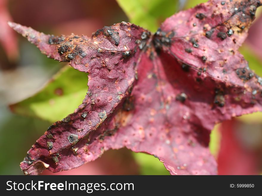 Photo of a leaf that is decayed. Photo of a leaf that is decayed