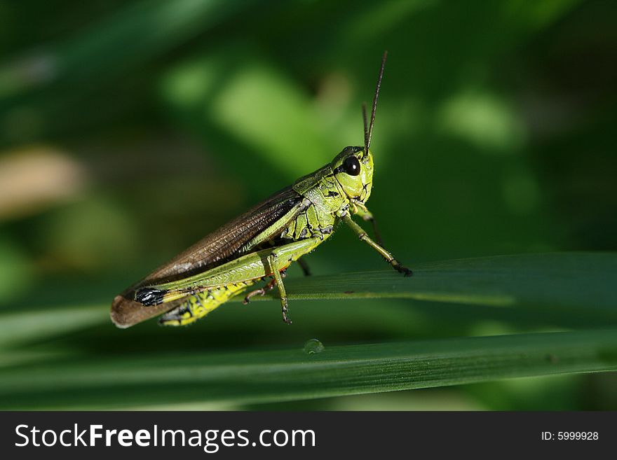 Green Grasshopper 2