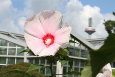 A Single Flower In Front Of Industry Halls And A Big Tower Stock Photos A Single Flower In Front Of Industry Halls And A Big Tower Stock Photos