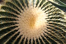 Close Up Of An Cactus Royalty Free Stock Photo