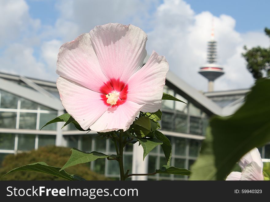 A Single Flower in front of Industry Halls and a Big Tower