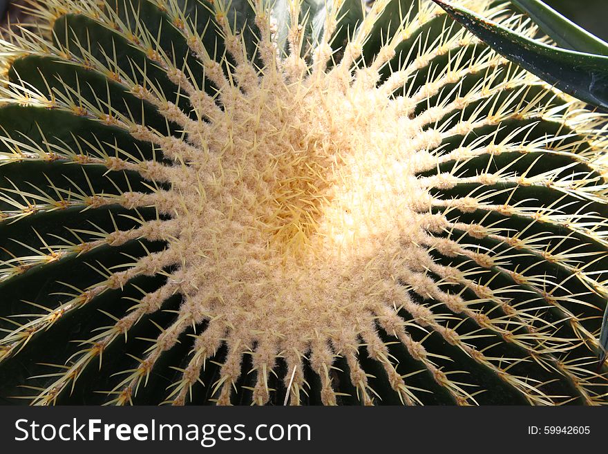 A close up of an exotic cactus plant. A close up of an exotic cactus plant.