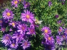 A Bee On A Daisy Aster Flower On Long Beach, Long Island. Royalty Free Stock Image A Bee On A Daisy Aster Flower On Long Beach, Long Island. Royalty Free Stock Image