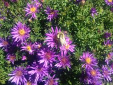 A Bee On A Daisy Aster Flower On Long Beach, Long Island. Royalty Free Stock Photos A Bee On A Daisy Aster Flower On Long Beach, Long Island. Royalty Free Stock Photos