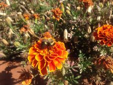 A Bee On A Tagetes Flower On Long Beach, Long Island. Stock Photos A Bee On A Tagetes Flower On Long Beach, Long Island. Stock Photos