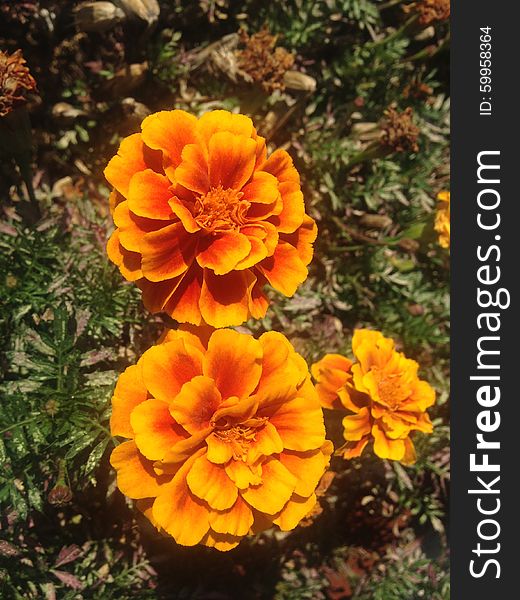 Tagetes Flowers on Long Beach, Long Island.