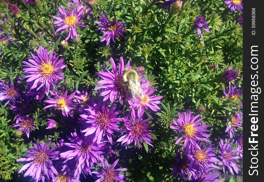 A Bee on a Daisy Aster Flower on Long Beach, Long Island.
