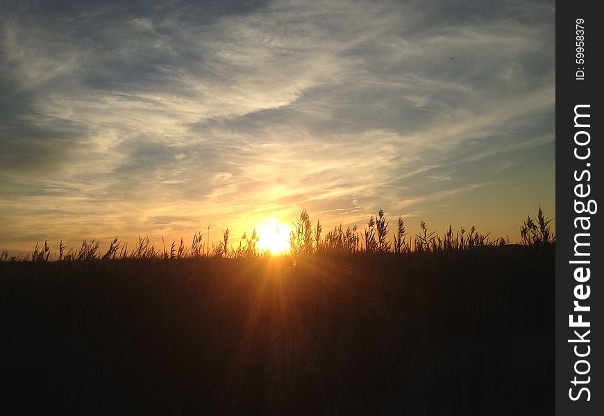 Phragmites Grass during Sunset on Nickerson Beach.