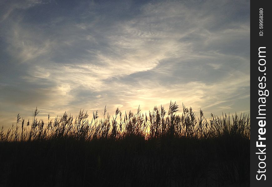 Phragmites Grass during Sunset with Sylph Clouds on Nickerson Beach, Long Island, New York. Phragmites Grass during Sunset with Sylph Clouds on Nickerson Beach, Long Island, New York.