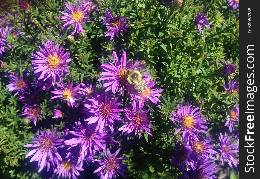 A Bee on a purple daisy aster flower on Long Beach, Long Island, New York. A Bee on a purple daisy aster flower on Long Beach, Long Island, New York.