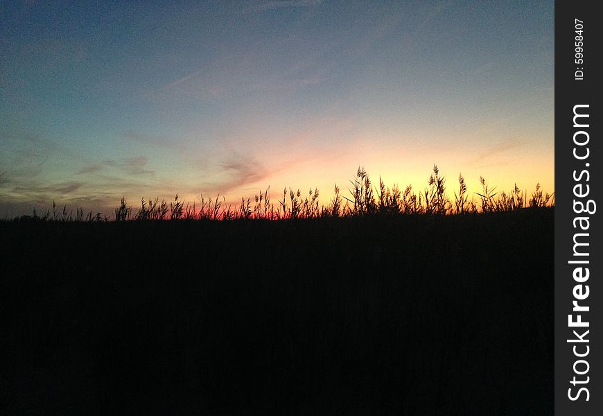 Phragmites Grass during Sunset with Sylph Clouds on Nickerson Beach, Long Island, New York. Phragmites Grass during Sunset with Sylph Clouds on Nickerson Beach, Long Island, New York.