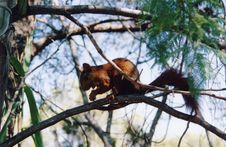 Red Squirrel Royalty Free Stock Photos