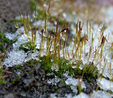 Ice On Plants 1 Royalty Free Stock Photos