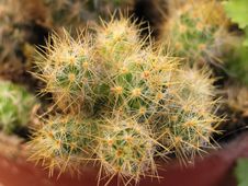 Cactus Houseplant Royalty Free Stock Photos