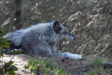 Grey Wolf Yawning. Royalty Free Stock Photos