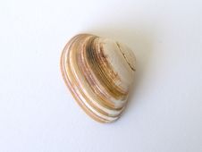 Seashell Royalty Free Stock Photo