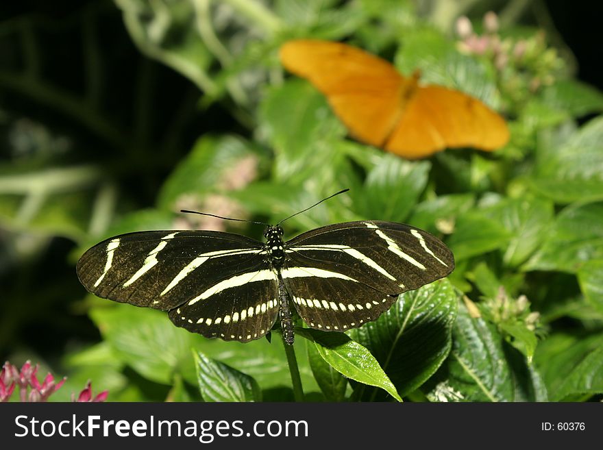 Two tropical butteflies on a sunny day. Two tropical butteflies on a sunny day