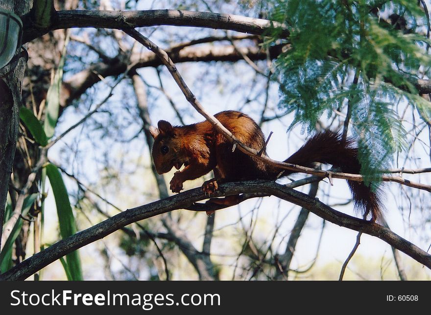 Red squirrel on a branch