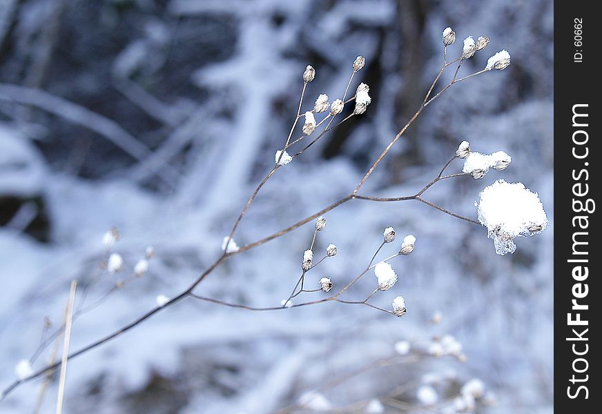 Frozen branch background