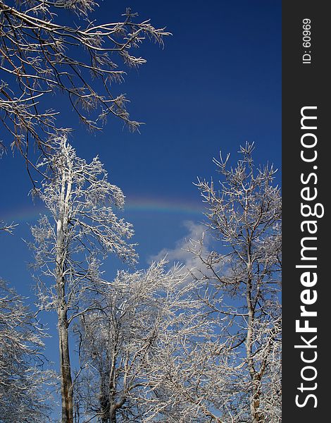 Ice Covered Trees With Rainbow