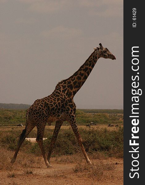 Maasai mara giraffe. Maasai mara giraffe