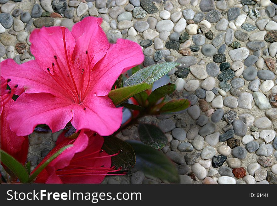 Composite of a red flower on pebble stones background. Composite of a red flower on pebble stones background