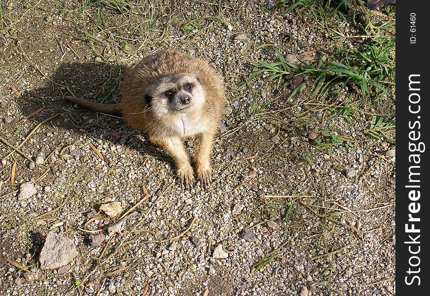 Meerkat Stare