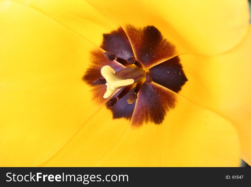 A close-up yellow tulip