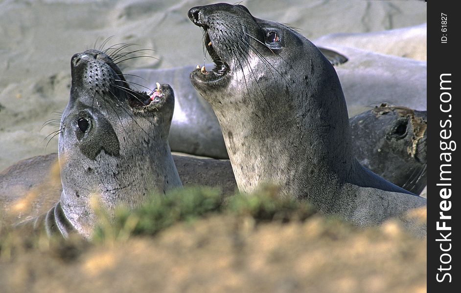 Juvenile elephant seals at play