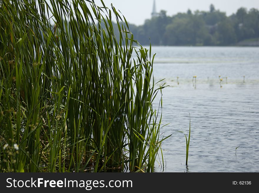 Reeds by the lake