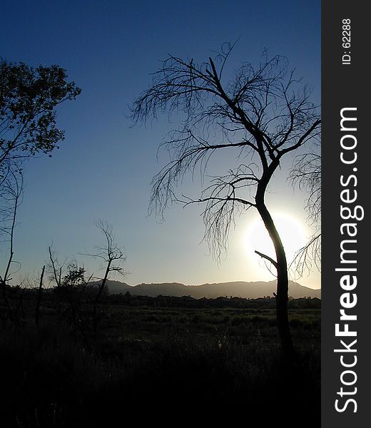 A tree is silhouetted at Sunset. A tree is silhouetted at Sunset