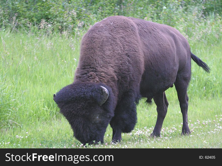 Male Bison