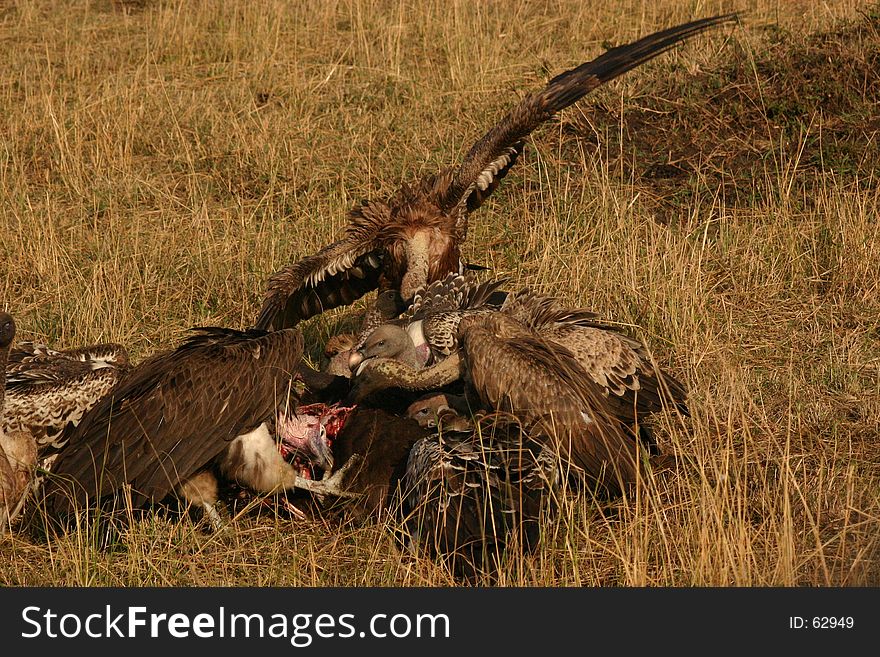 Vultures on a kill.